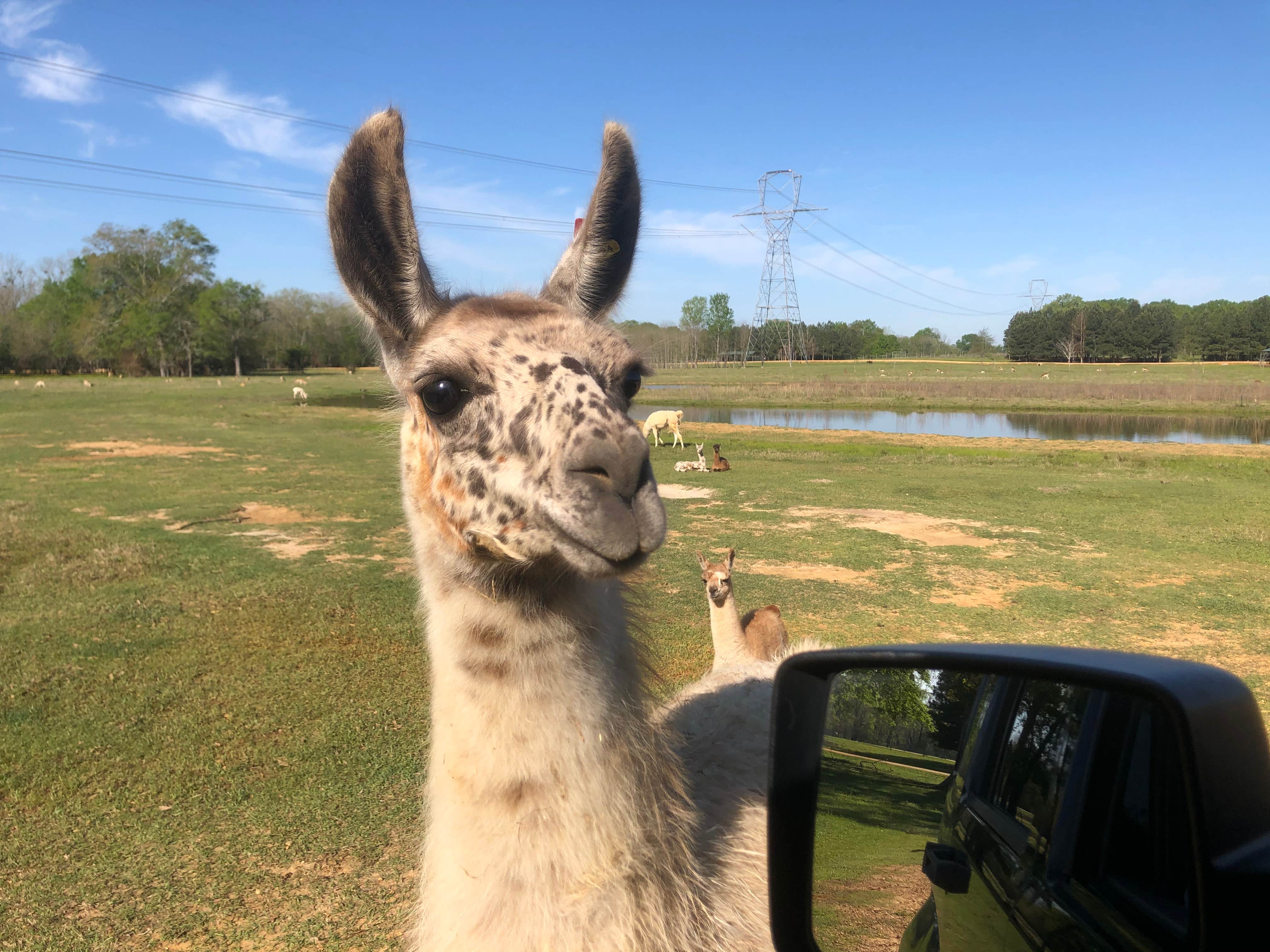 Stephanie G.'s photo of camping with pets at Montgomery South RV Park near Millbrook, AL