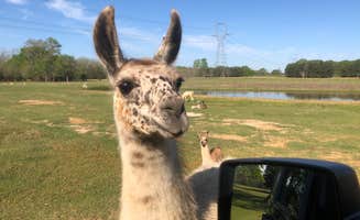 Stephanie G.'s photo of camping with pets at Montgomery South RV Park near Selma, AL