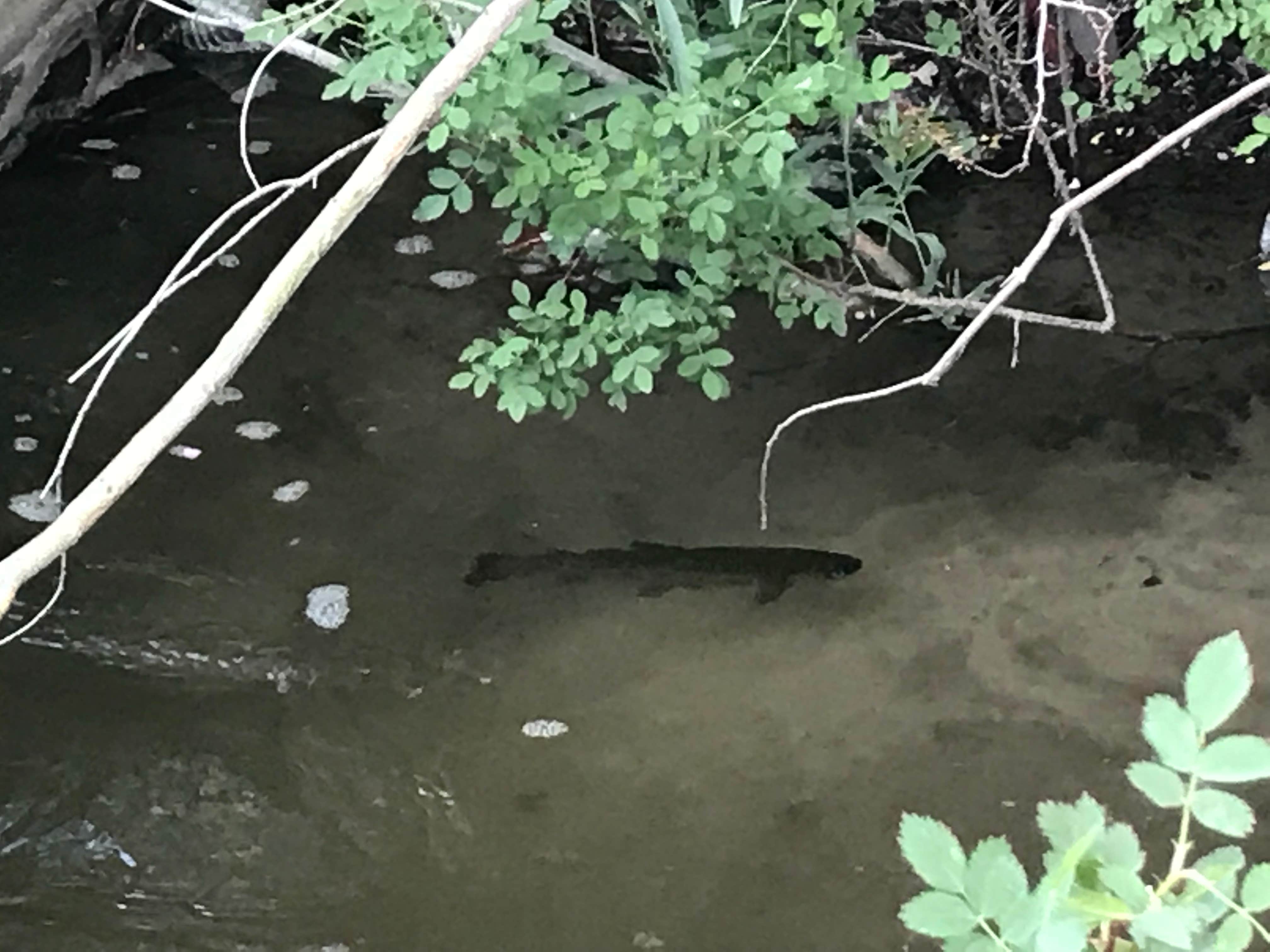 Camping near Baker Creek Campground: Tinnemaha Creek Campground, Big Pine, California