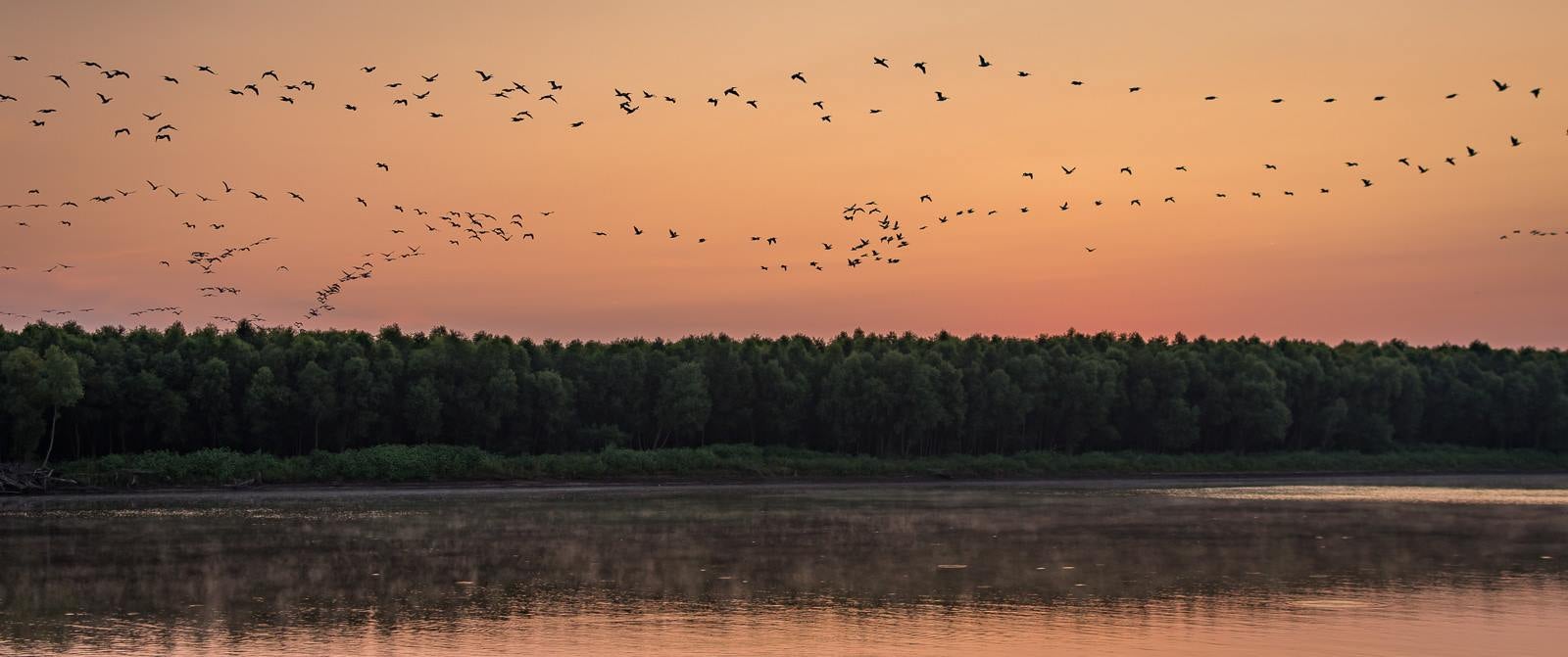 Pelican migration, Feyodi Creek