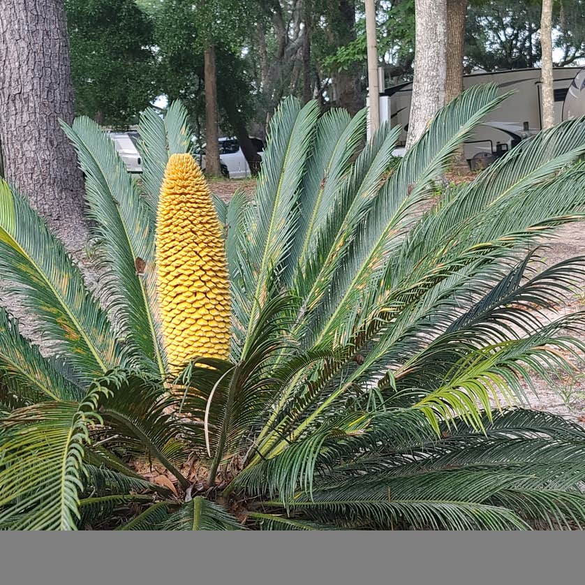 Spacious Skies Campgrounds Savannah Oaks Camping The Dyrt