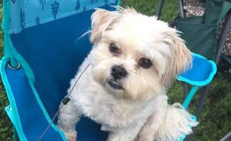 Courtney A.'s photo of camping with pets at Steamboat Park Campground near Grand Rapids, MI