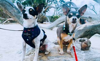 Brett D.'s photo of camping with pets at Jekyll Island Campground near Darien, GA