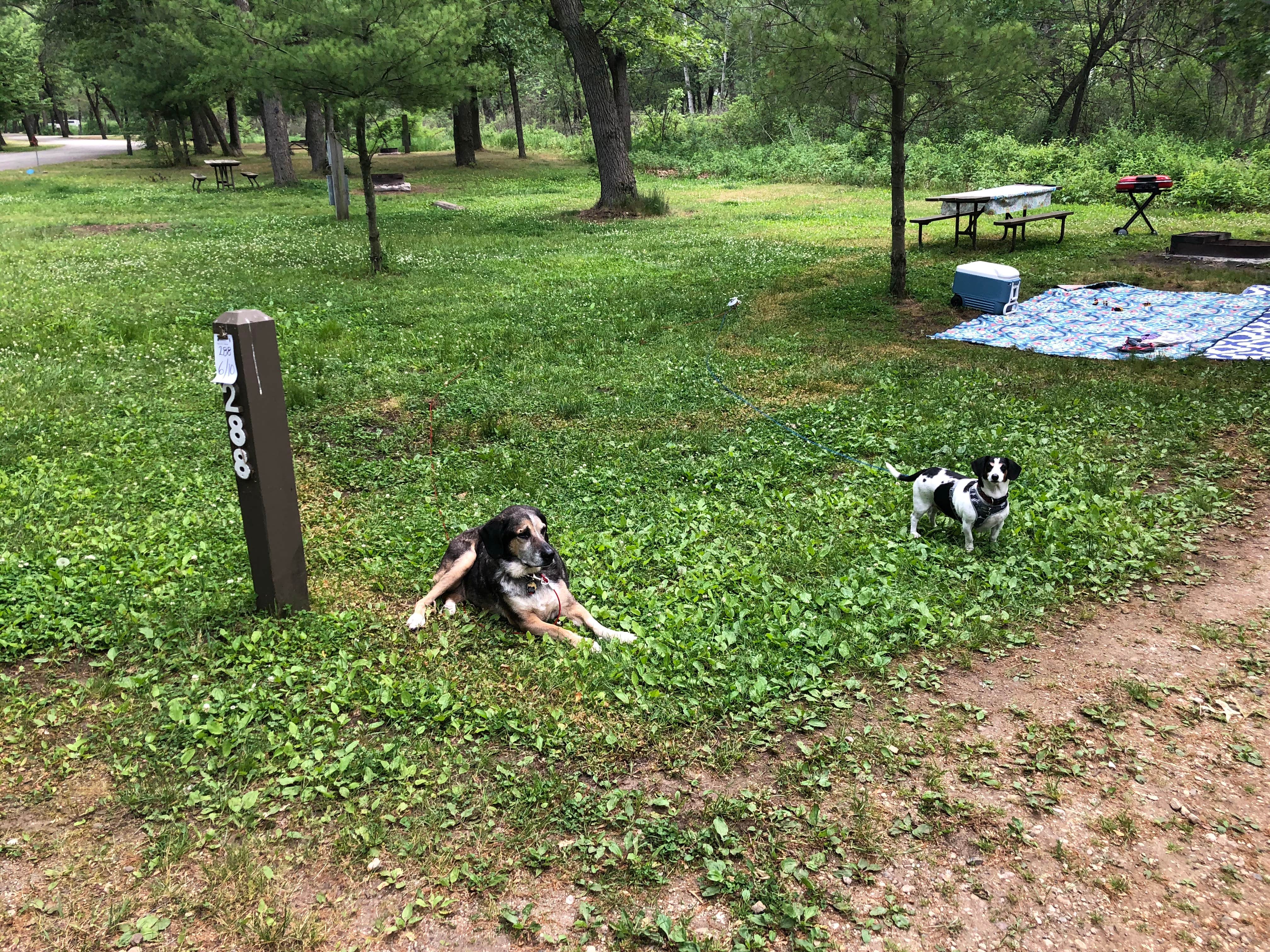 Jack D.'s photo of camping with pets at Adeline Jay-Geo Karis Illinois Beach State Park near Waterford, WI