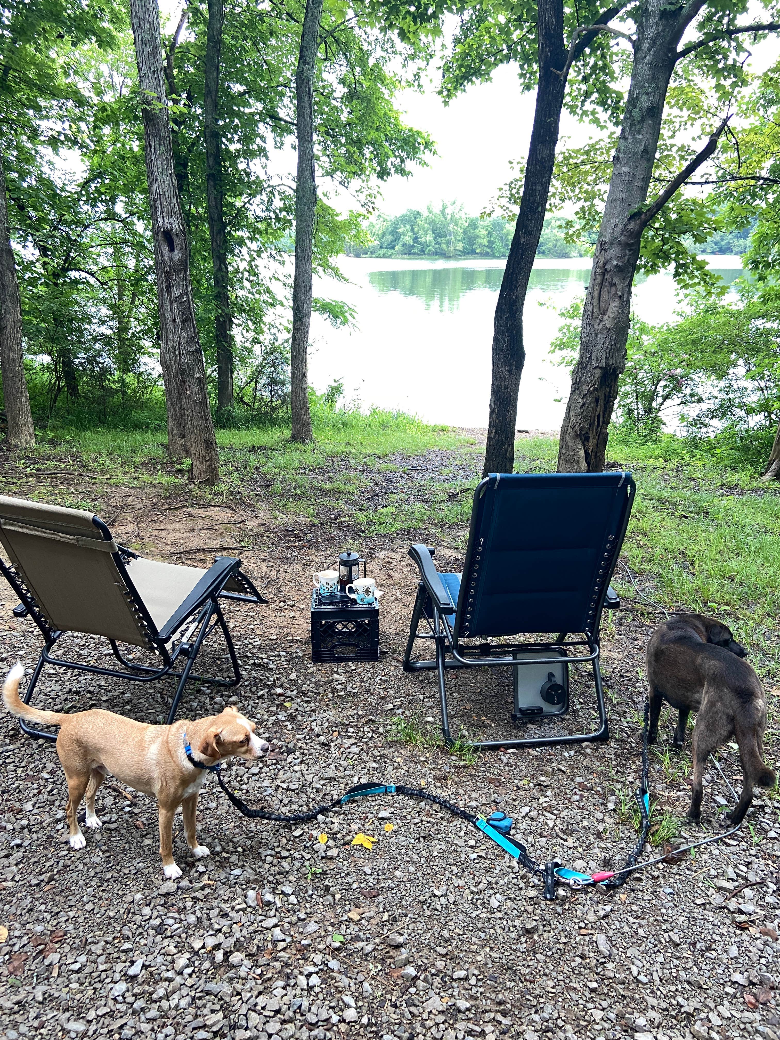 Taissa K.'s photo of camping with pets at Poole Knobs near Nashville, TN