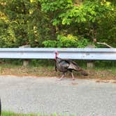 Review photo of Marthas Vineyard Family Campground by Zack , June 11, 2021