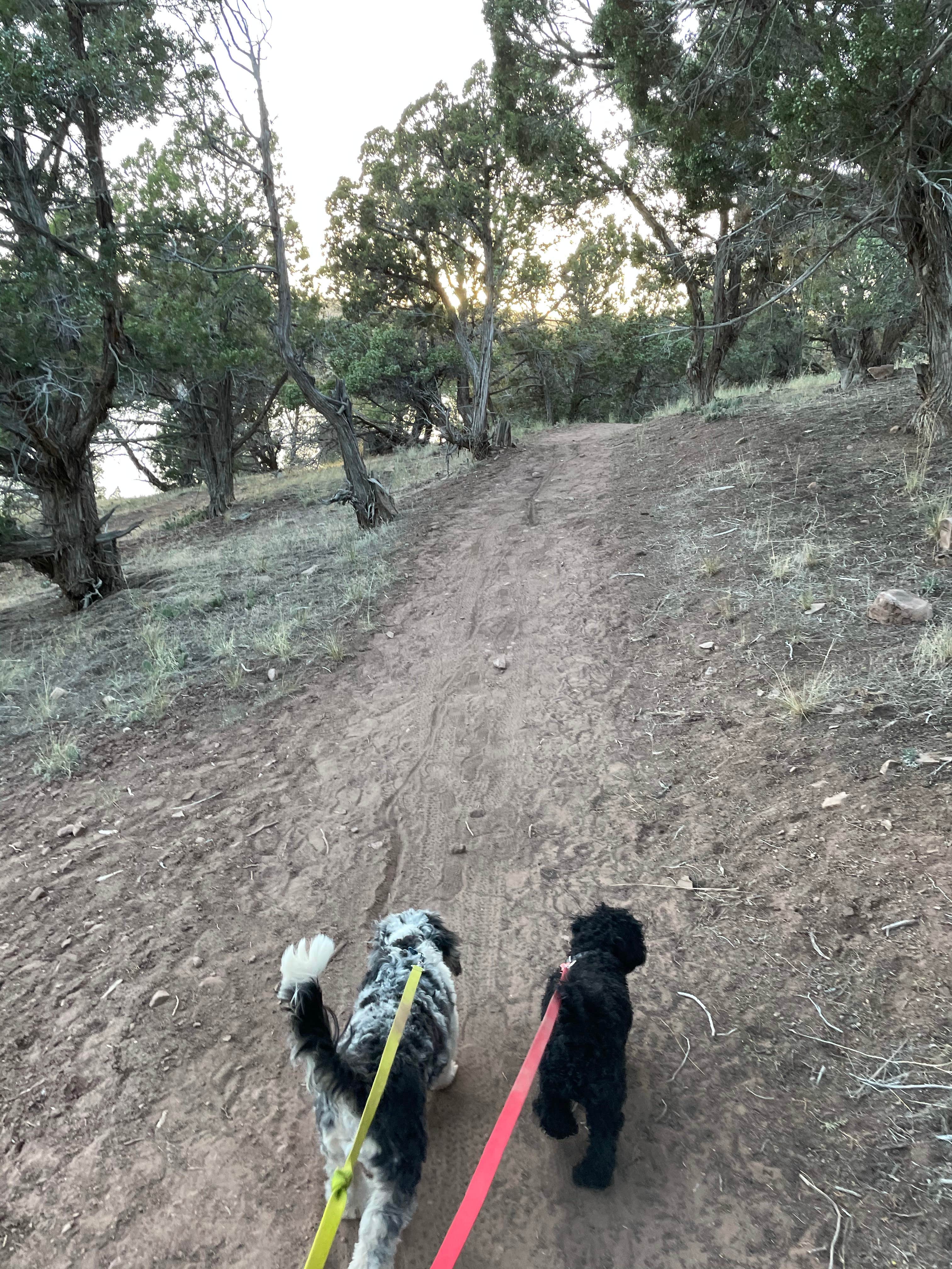Whitney K.'s photo of camping with pets at Twin Coves — Rockport State Park near Park City, UT