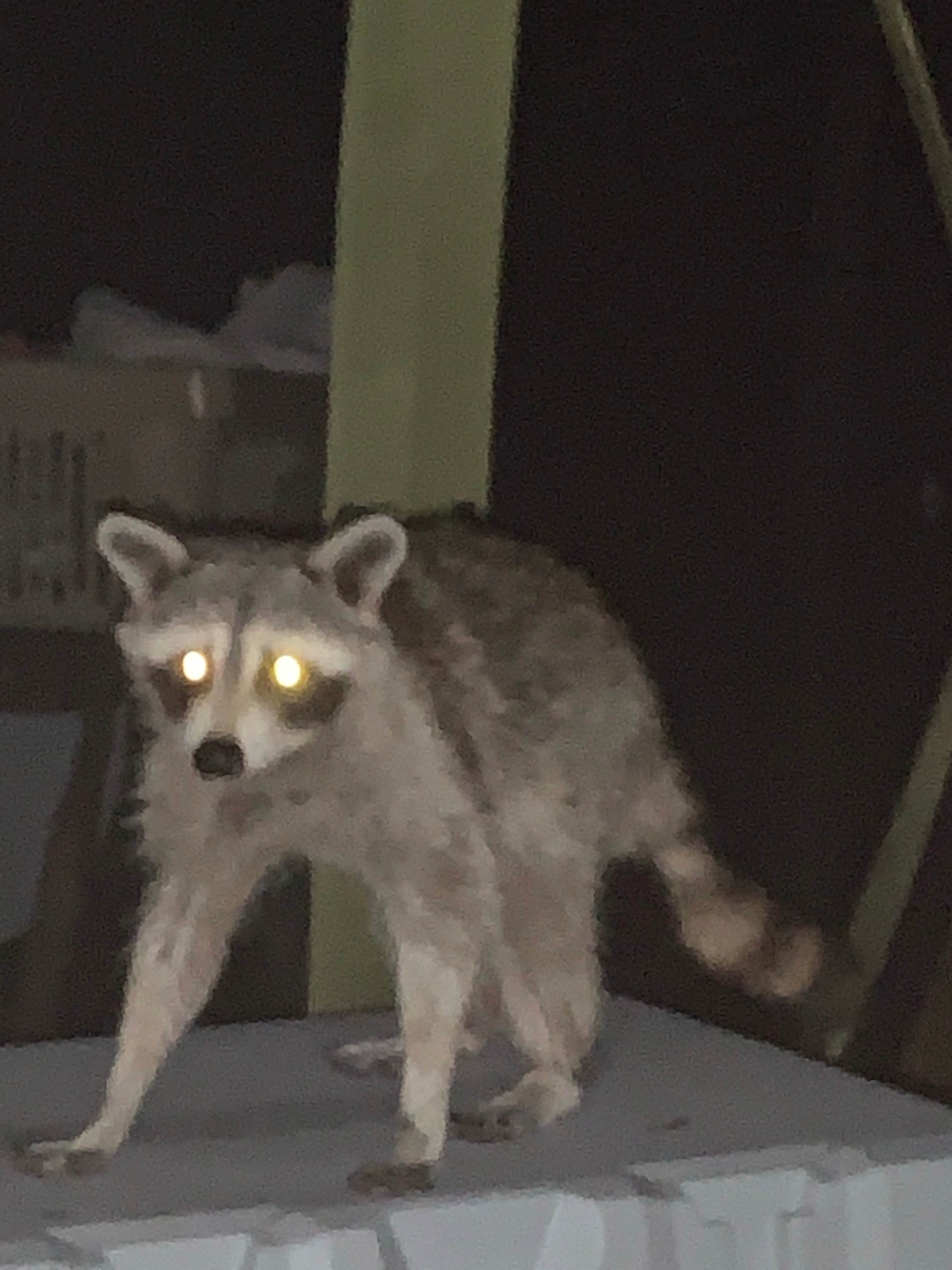 Sonyia W.'s photo of camping with pets at Pohick Bay Campground near Fredericksburg, VA