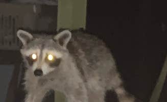 Sonyia W.'s photo of camping with pets at Pohick Bay Campground near Fredericksburg, VA