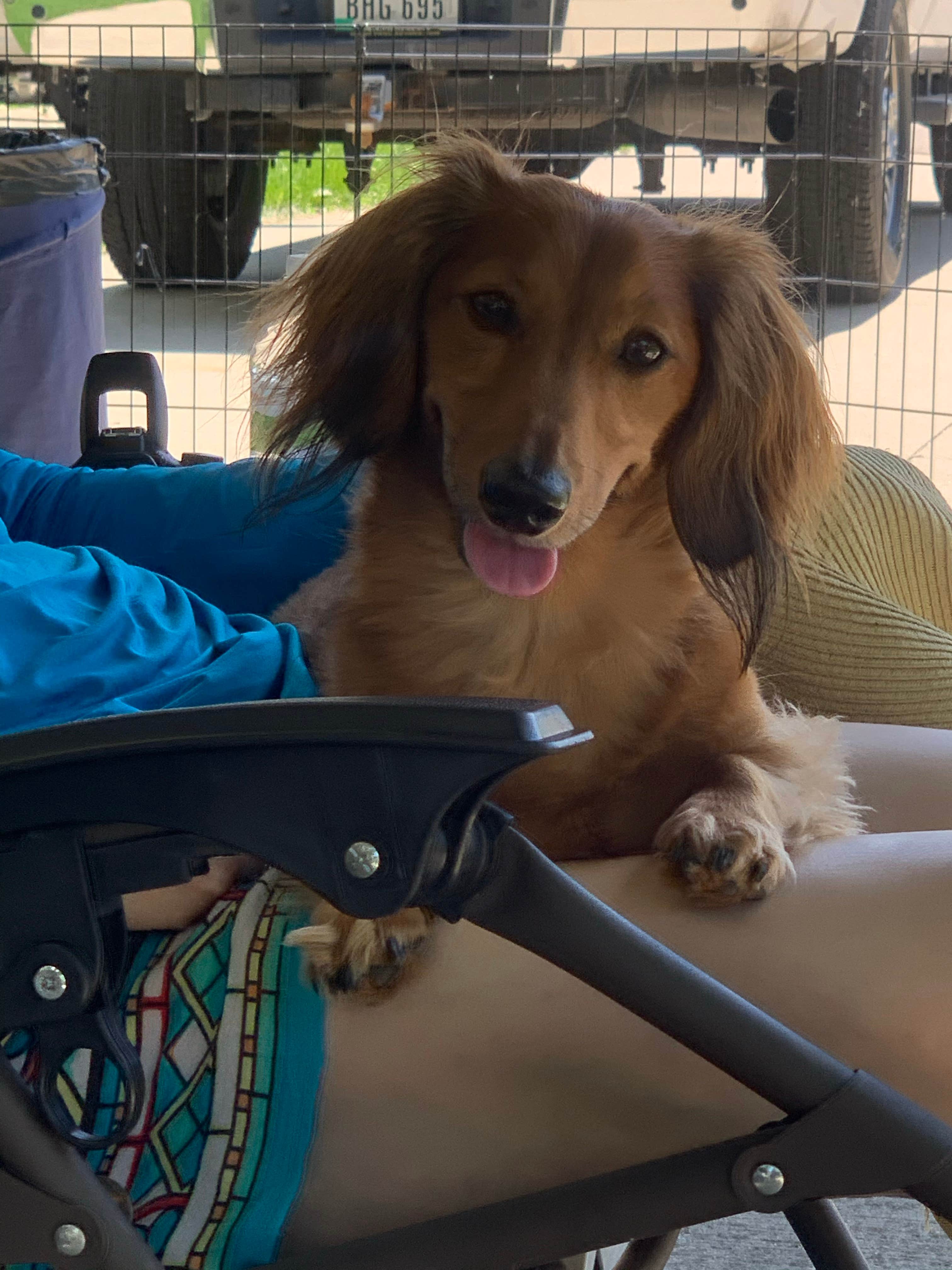 Phillip B.'s photo of camping with pets at Tailwater West Campground near North Liberty, IA