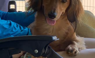 Phillip B.'s photo of camping with pets at Tailwater West Campground near Conesville, IA
