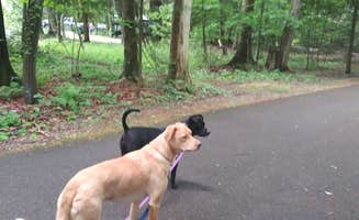 Sasha K.'s photo of camping with pets at Harrisville State Park Campground near Glennie, MI