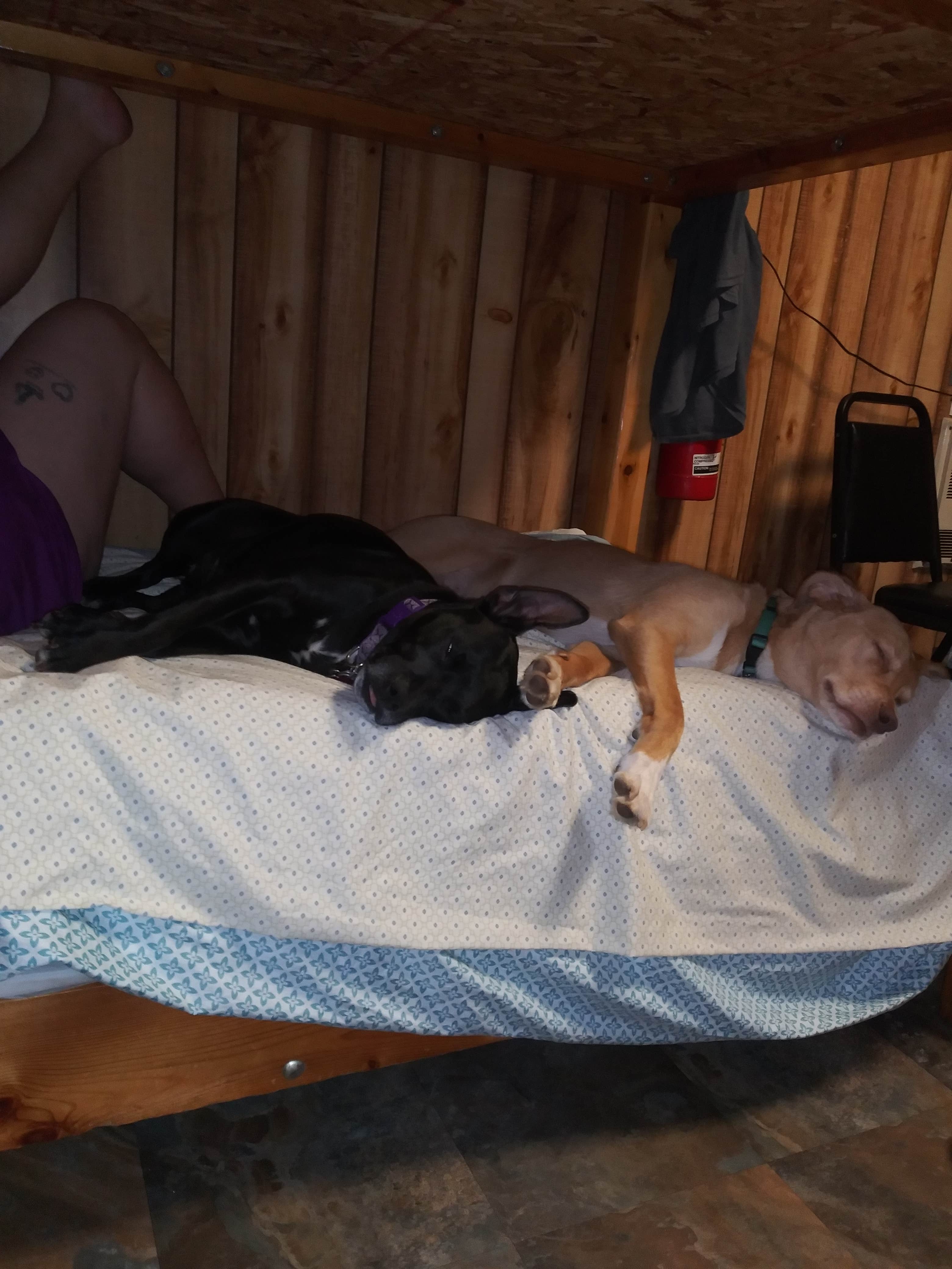 Sasha K.'s photo of camping with pets at Harrisville State Park Campground near Curran, MI