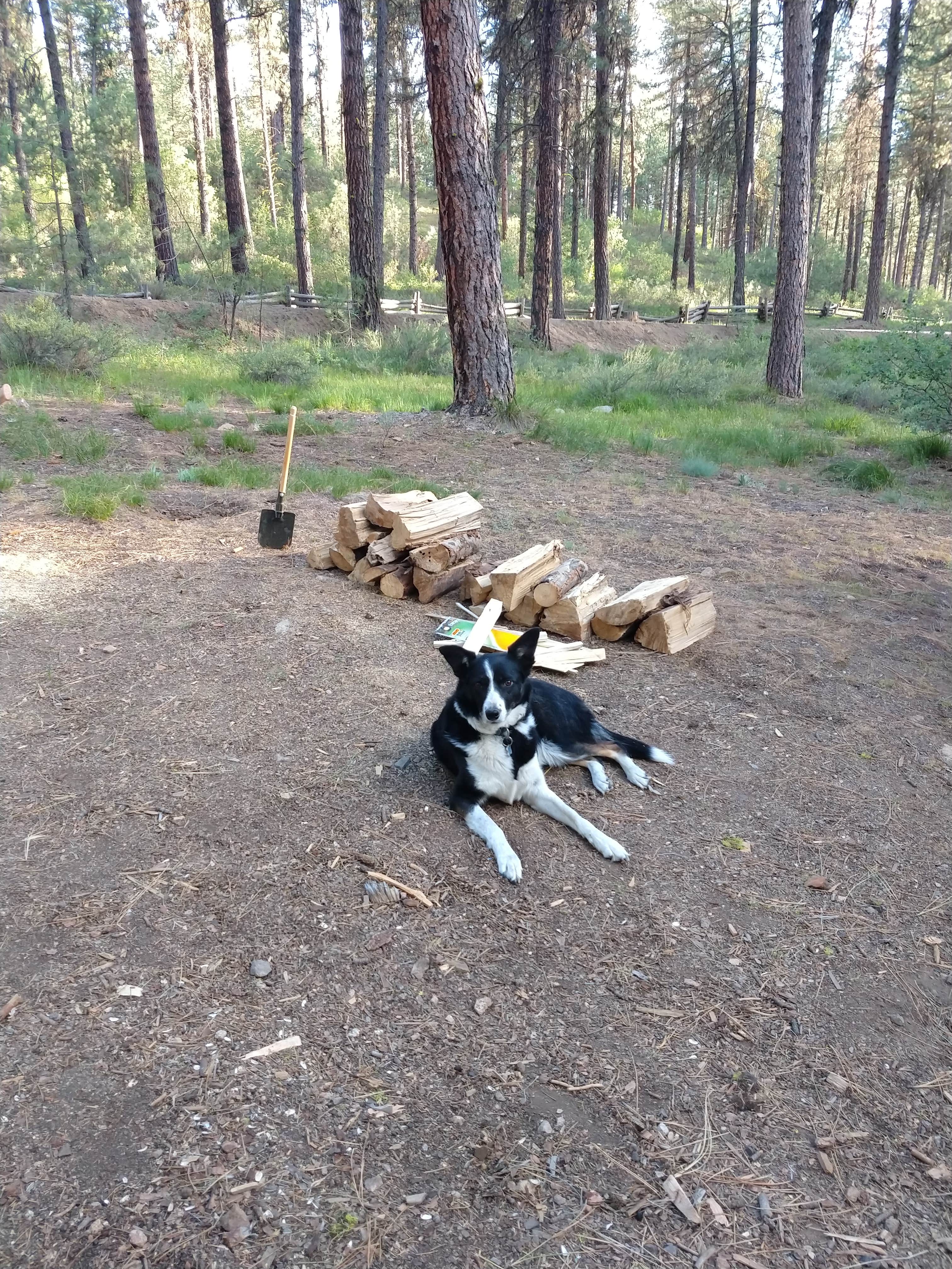 Will M.'s photo of camping with pets at Grayback Gulch Campground near Boise, ID