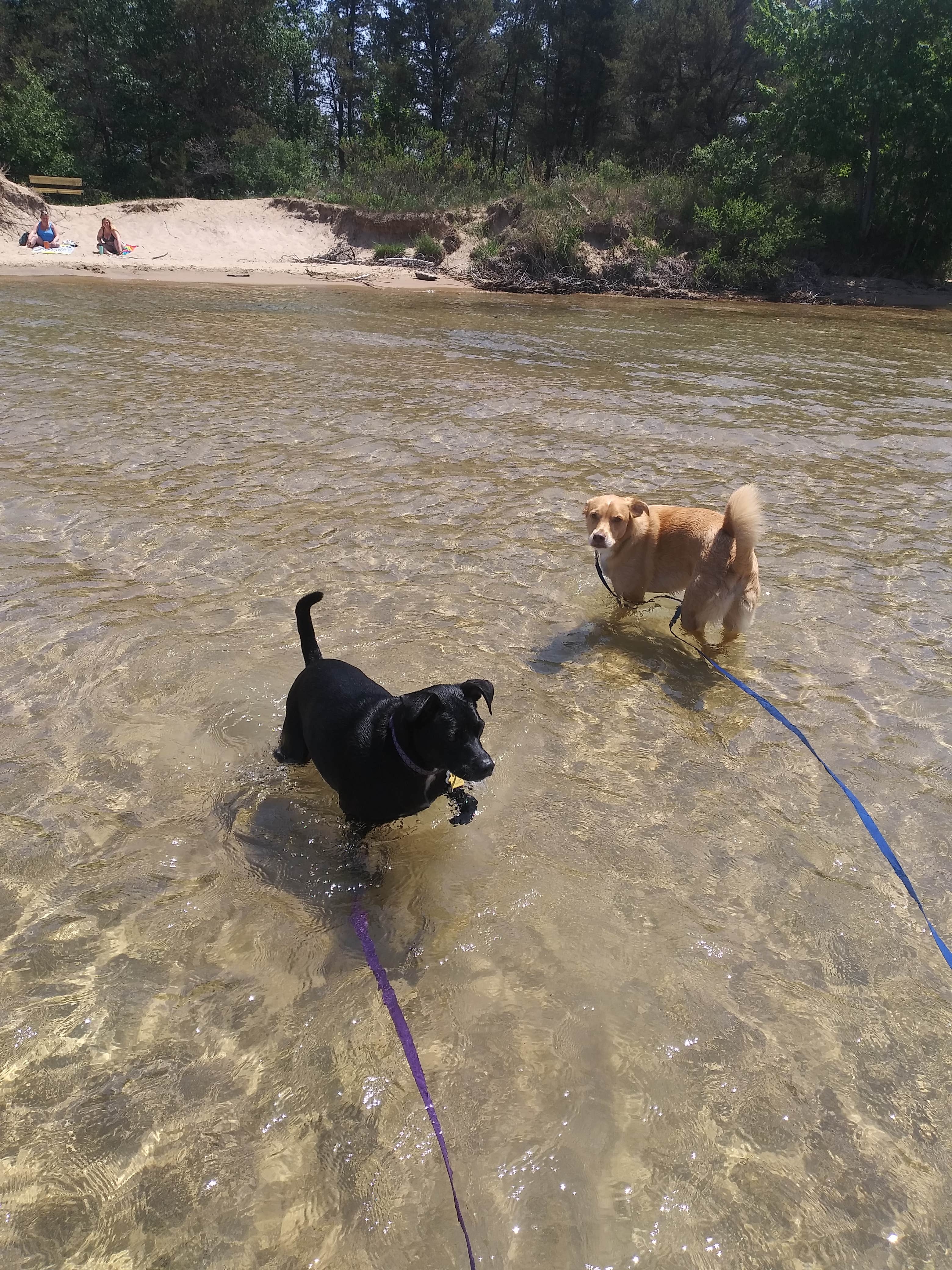 Sasha K.'s photo of camping with pets at Tawas Point State Park Campground near Cass City, MI
