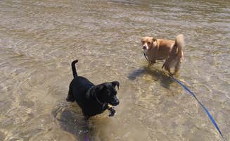 Sasha K.'s photo of camping with pets at Tawas Point State Park Campground near Glennie, MI