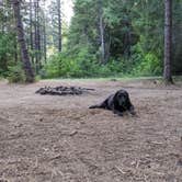 Review photo of USFS Rogue River Dispersed by Laura M., June 11, 2021