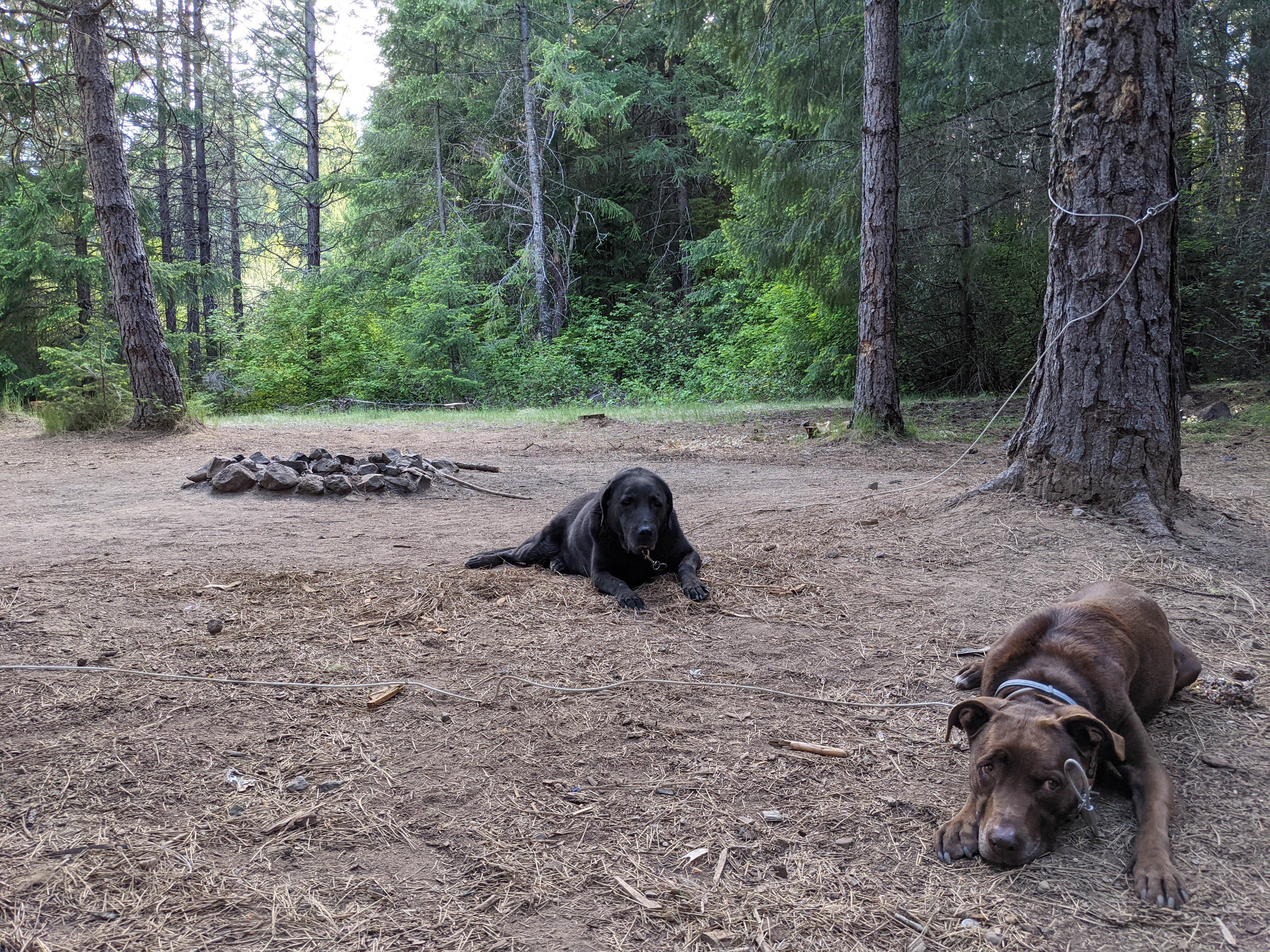 Camper submitted image from USFS Rogue River Dispersed - 2