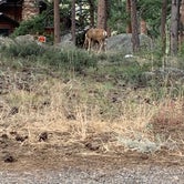Review photo of Moraine Park Campground — Rocky Mountain National Park by Pete F., June 11, 2021