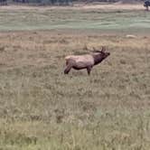 Review photo of Moraine Park Campground — Rocky Mountain National Park by Pete F., June 11, 2021