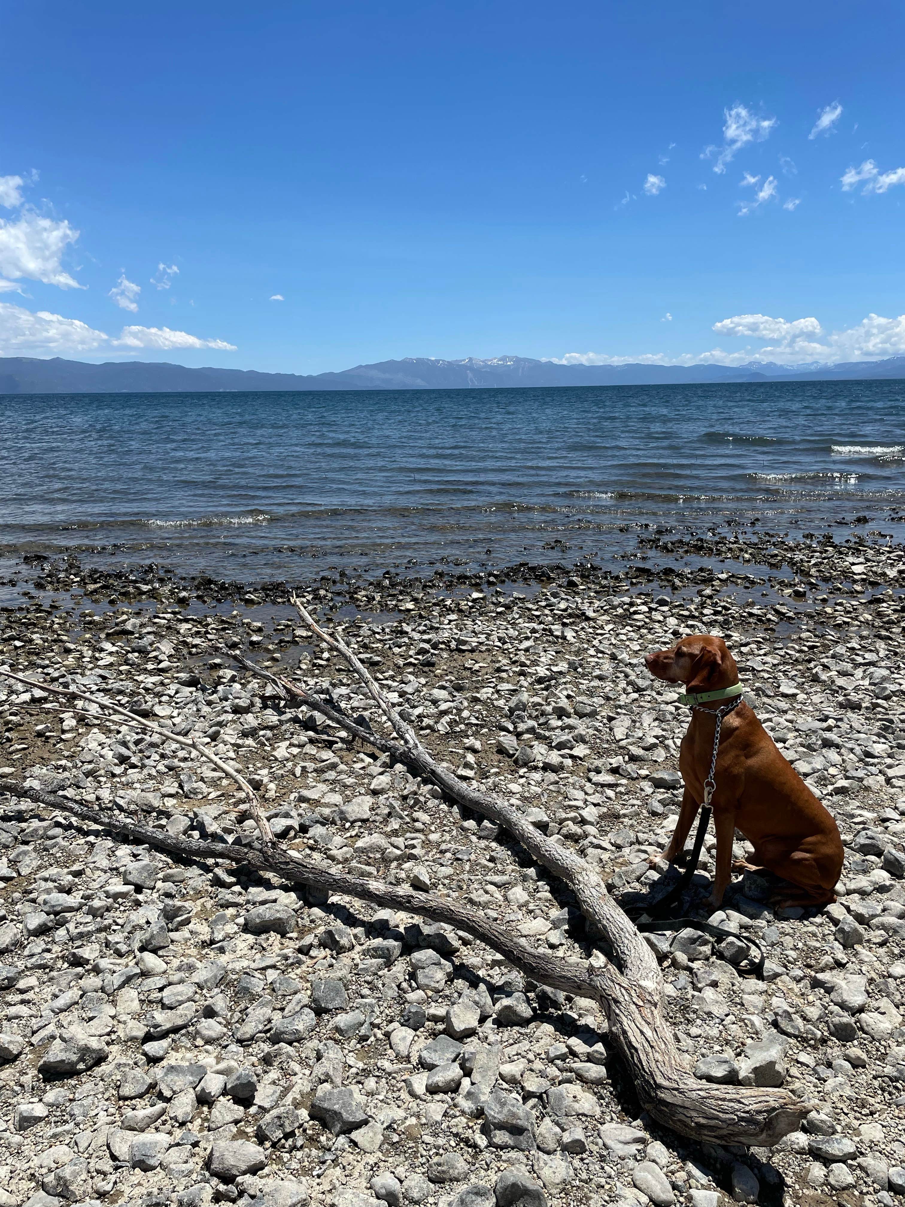 stephanie's photo of camping with pets at Granite Flat near Norden, CA