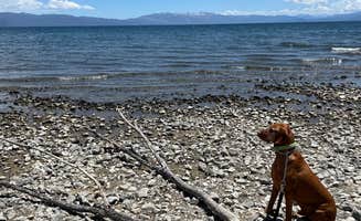 stephanie's photo of camping with pets at Granite Flat near Kings Beach, CA