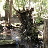 Review photo of Forest Creek by Mikayle S., June 9, 2018