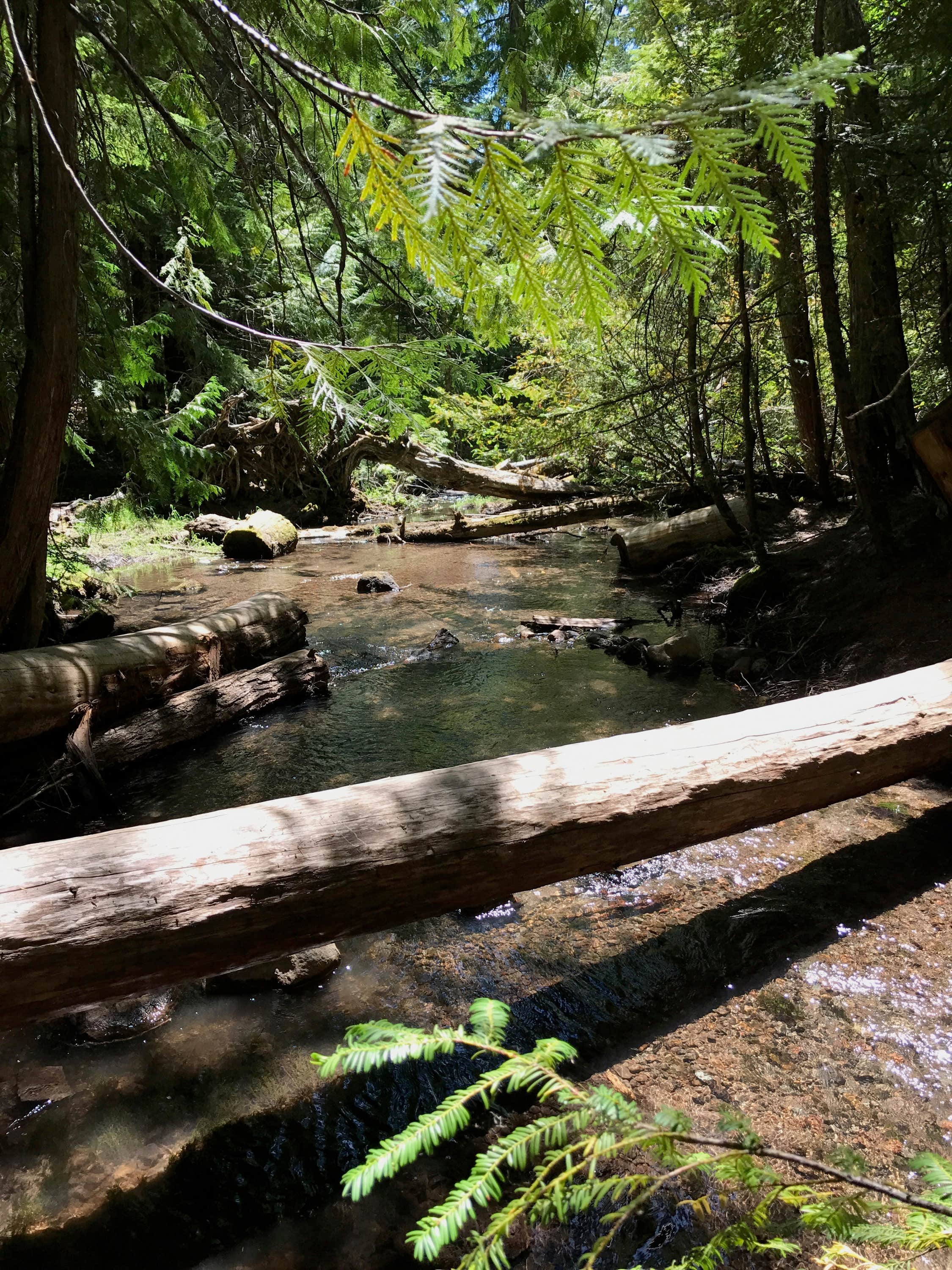 Camping near Bonney Crossing: Forest Creek, Government Camp, Oregon