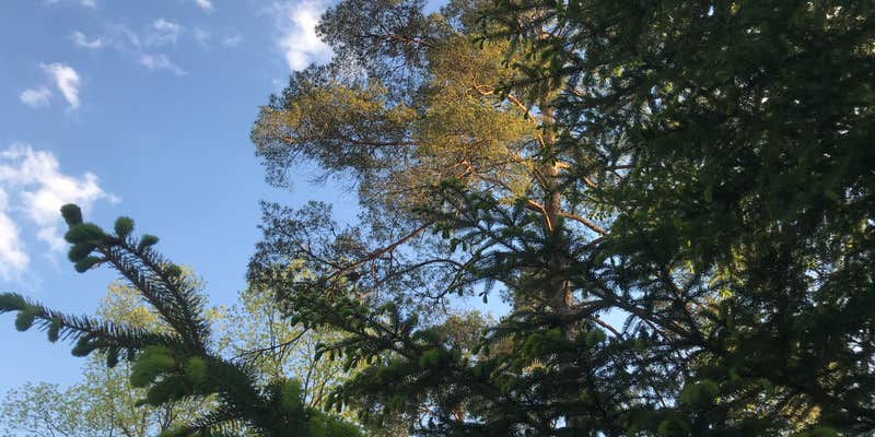 Camper submitted image from Pineview Camplands