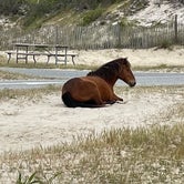 Review photo of Assateague State Park Campground by Melanie , June 11, 2021