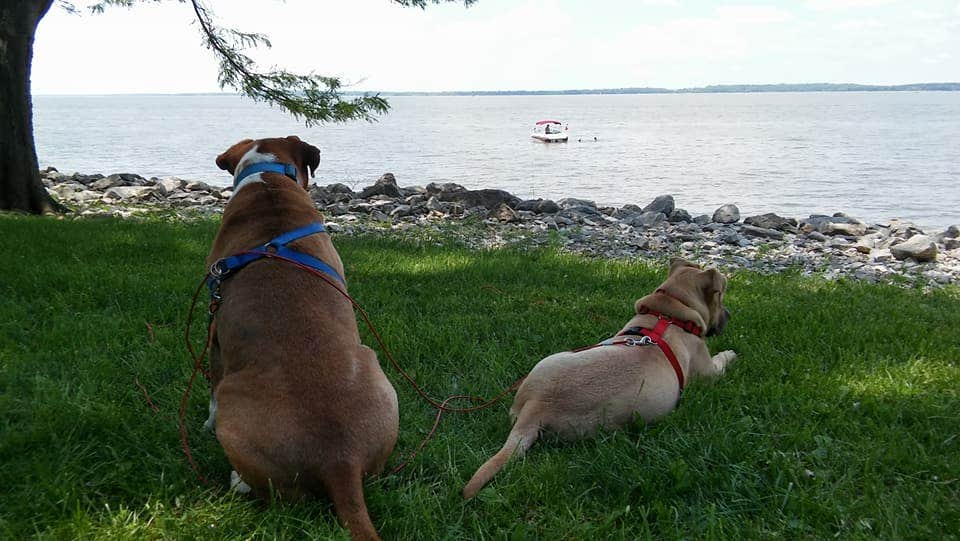 b K.'s photo of camping with pets at Boulder Rec. Area - COE Campground near Vandalia, IL