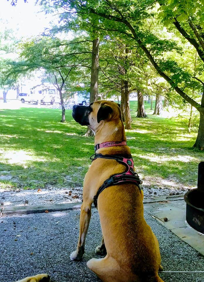 b K.'s photo of camping with pets at Boulder Rec. Area - COE Campground near Effingham, IL