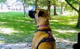 b K.'s photo of camping with pets at Boulder Rec. Area - COE Campground near Ramsey, IL