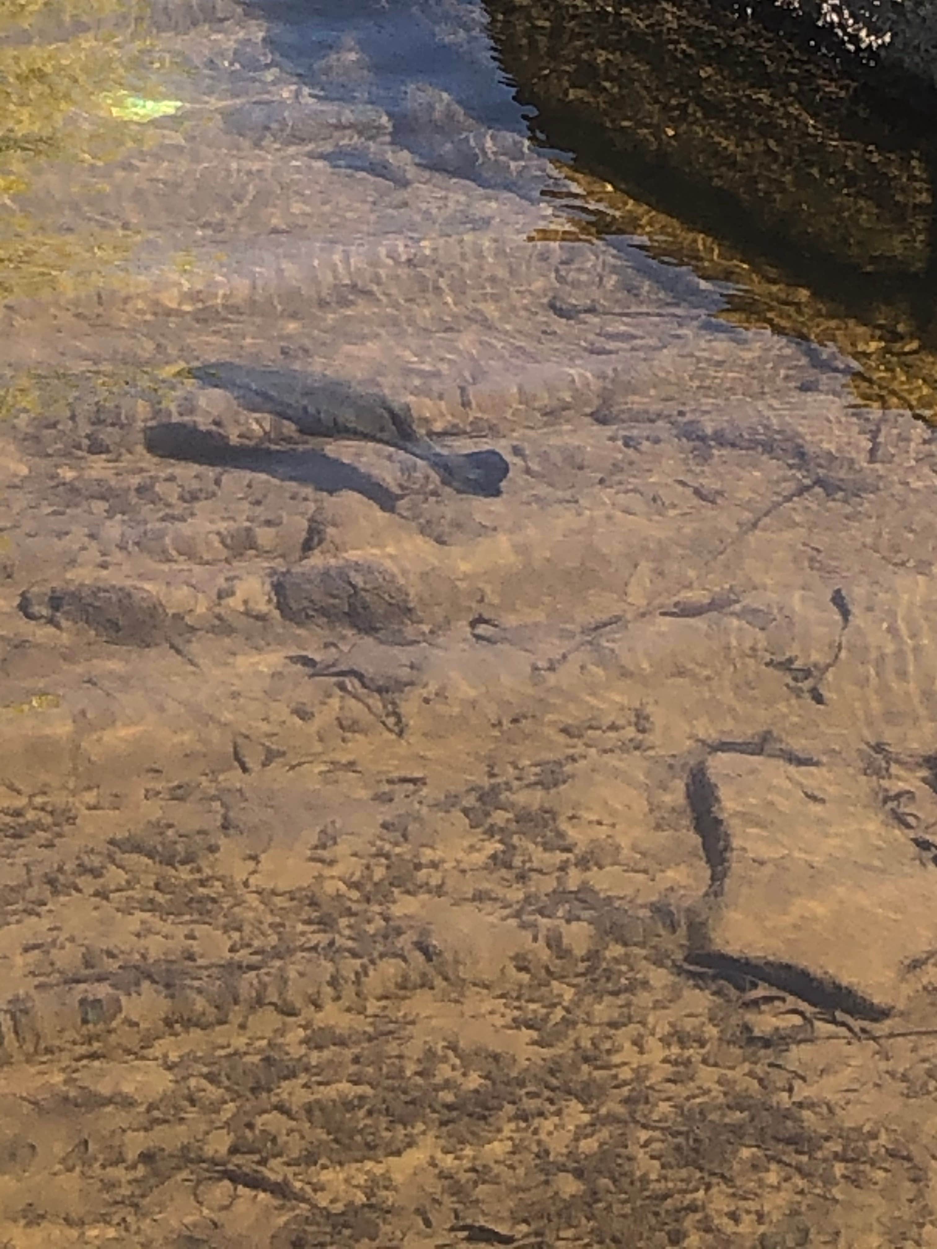 Camper-submitted photo at Scaroon Manor Campground near Silver Bay, NY