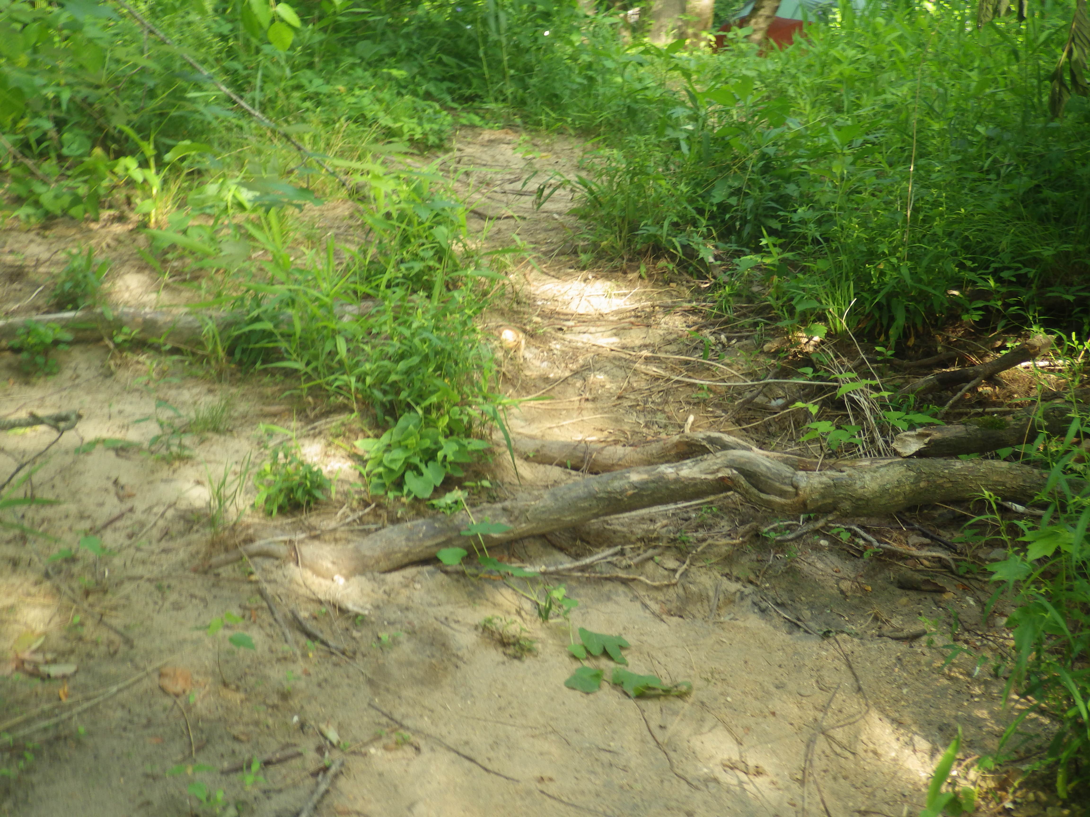 Camper submitted image from French Broad River Campground - Permanently Closed - 3