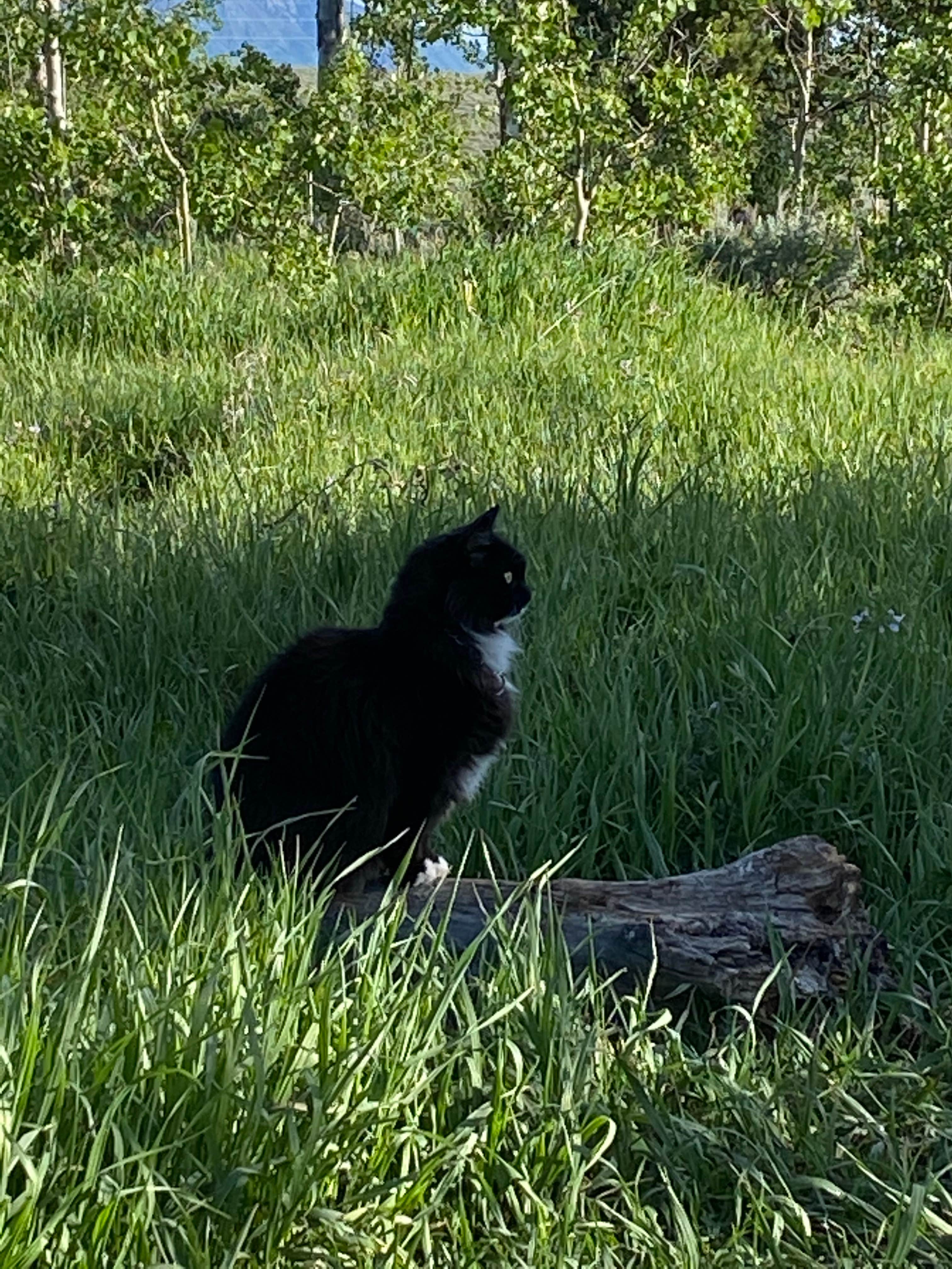 Cyndee F.'s photo of camping with pets at Shadow Mountain Dispersed Camping near Moran, WY