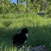 Review photo of Shadow Mountain Dispersed Camping by Cyndee F., June 12, 2021