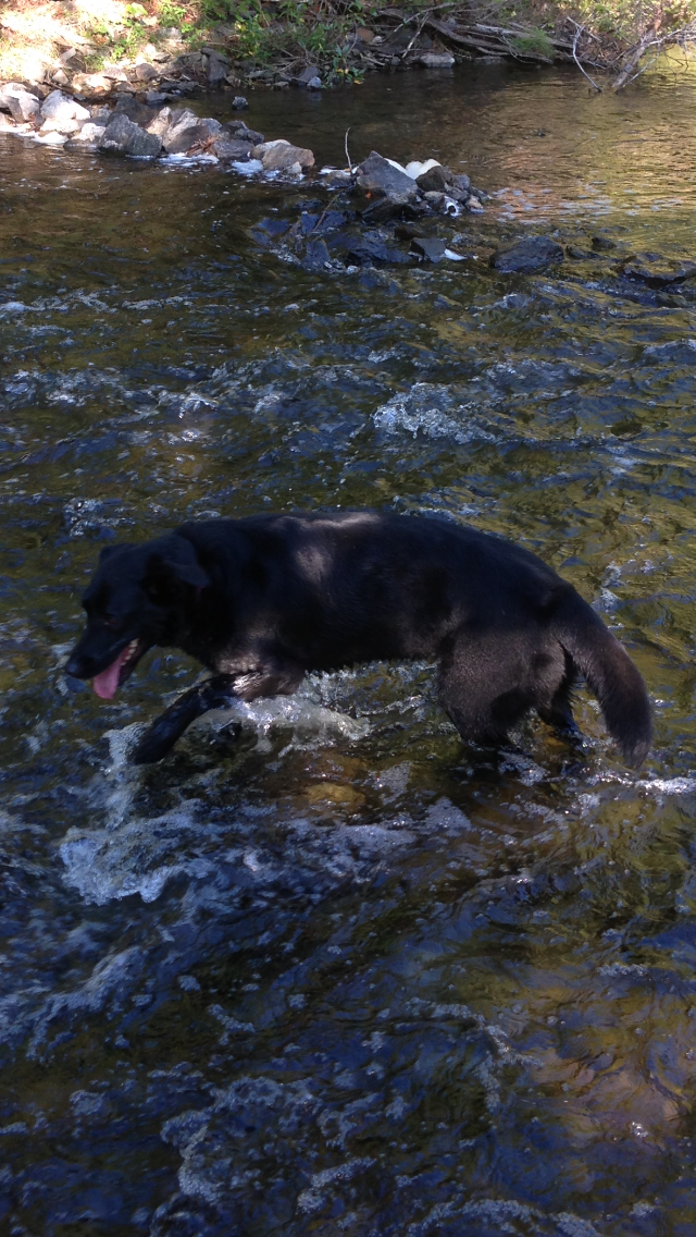 Camper-submitted photo at Scheck's Place State Forest Campground near Kingsley, MI