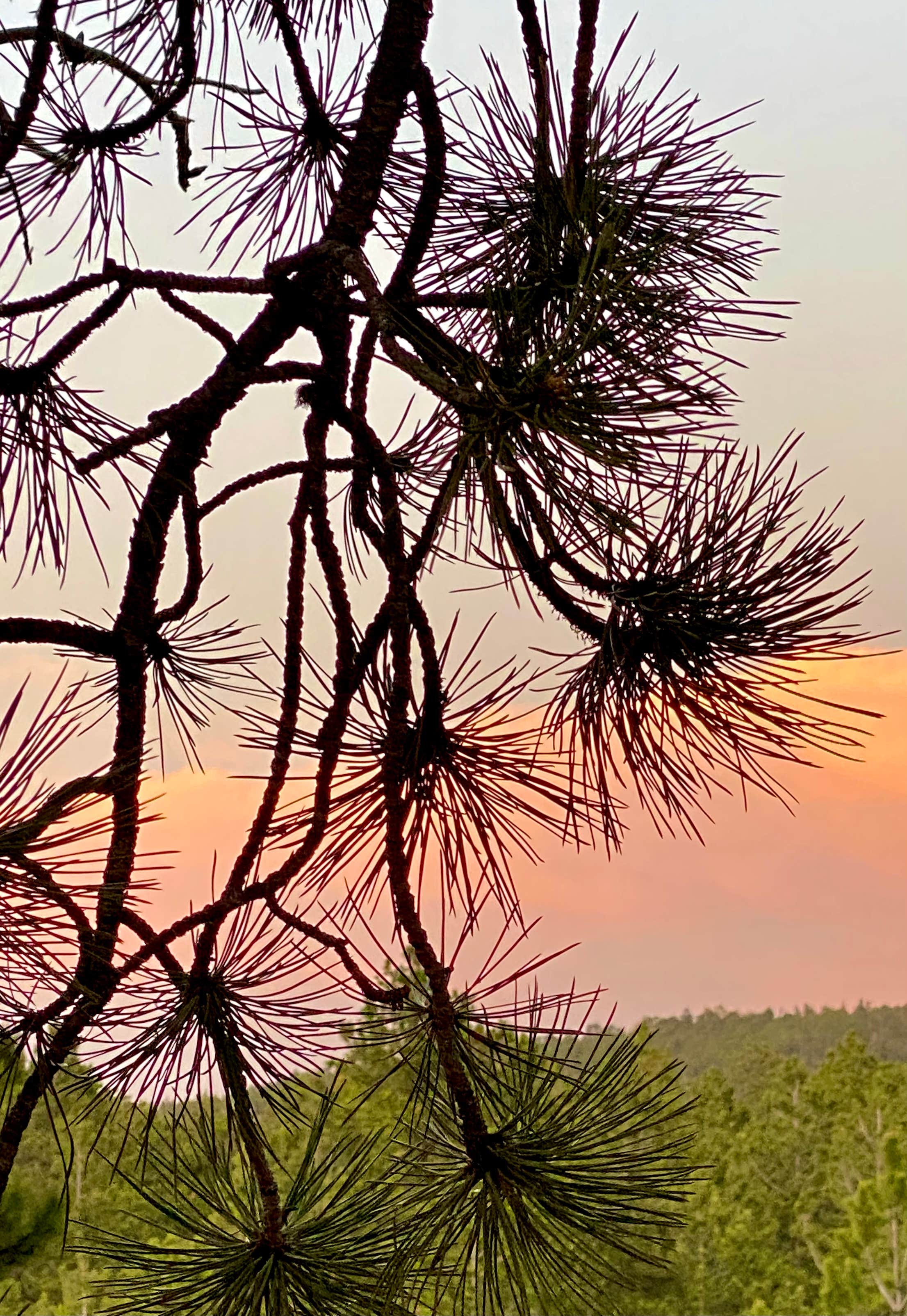 Olive Ridge | The Dyrt