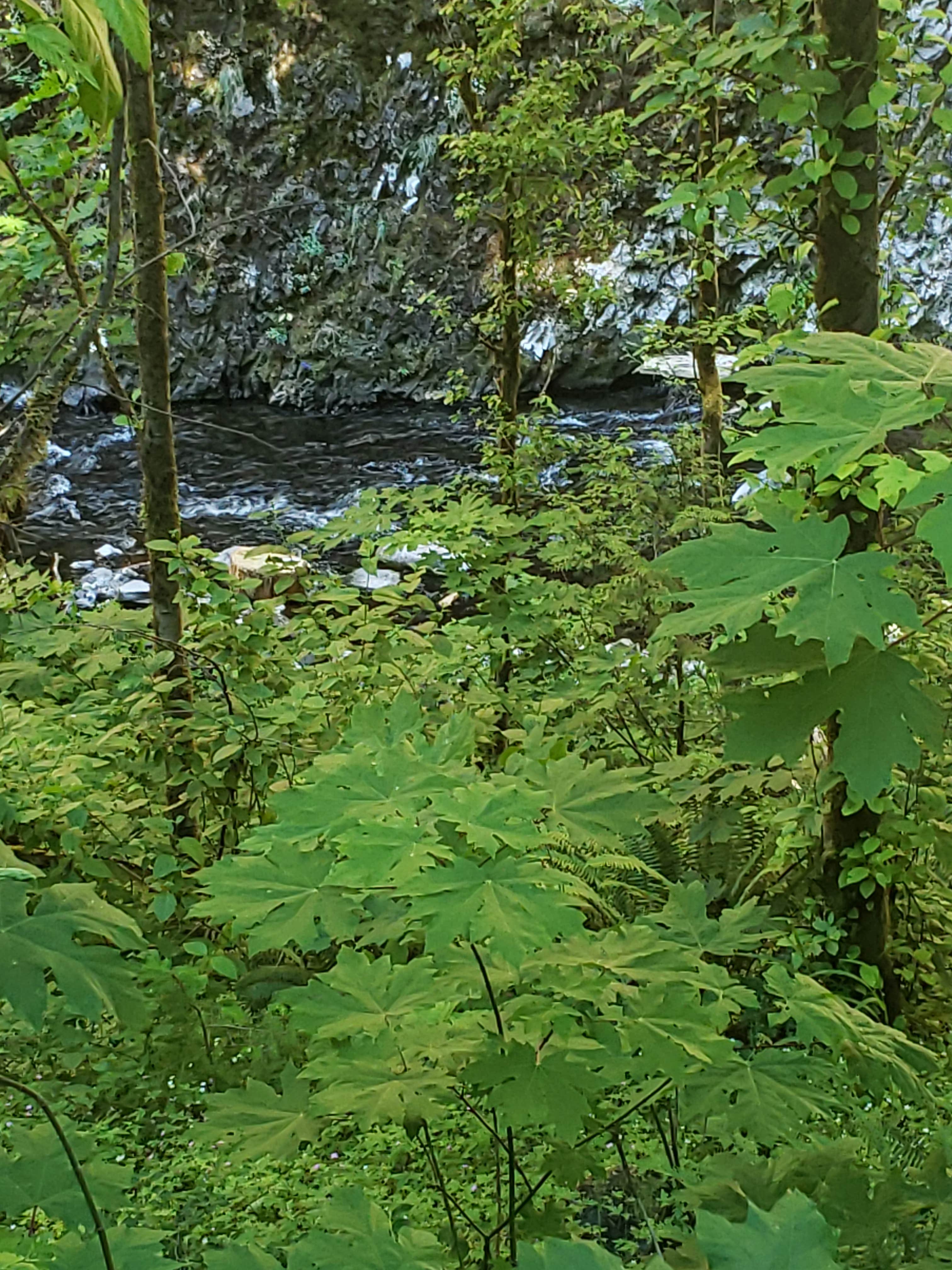 Camper submitted image from Panther Camp — Ross Lake National Recreation Area - 1