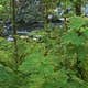Panther Camp — Ross Lake National Recreation Area