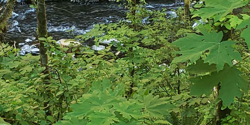 Camper submitted image from Panther Camp — Ross Lake National Recreation Area