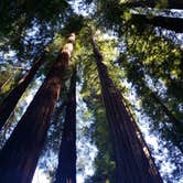 Review photo of Richardson Grove State Park Campground by Jeremiah H., June 12, 2021