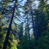 Review photo of Richardson Grove State Park Campground by Jeremiah H., June 12, 2021