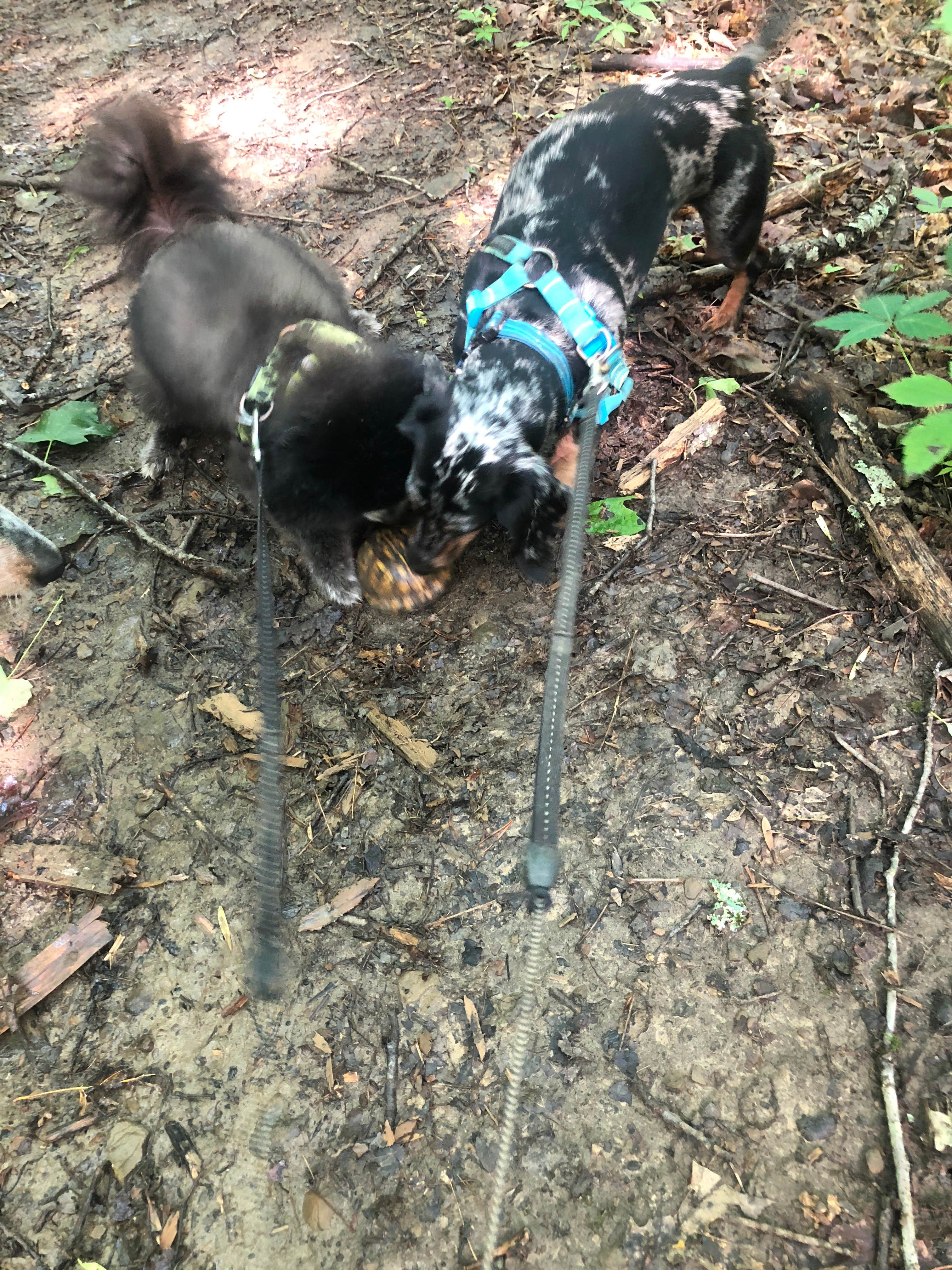 Shelly S.'s photo of camping with pets at Nolin Lake State Park Campground near Hartford, KY