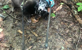 Shelly S.'s photo of camping with pets at Nolin Lake State Park Campground near Mammoth Cave, KY
