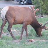 Review photo of Glacier Basin Campground — Rocky Mountain National Park by Rick G., June 13, 2021