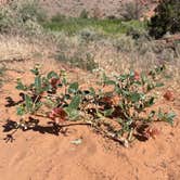 Review photo of Drinks Canyon Campground by Payson W., June 13, 2021