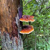 Review photo of Table Rock State Park Campground by John B., June 13, 2021