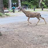 Review photo of Many Glacier Campground — Glacier National Park by Richard W., June 13, 2021